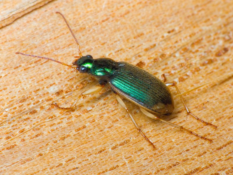 Chlaenius vestitus Paykull, 1790